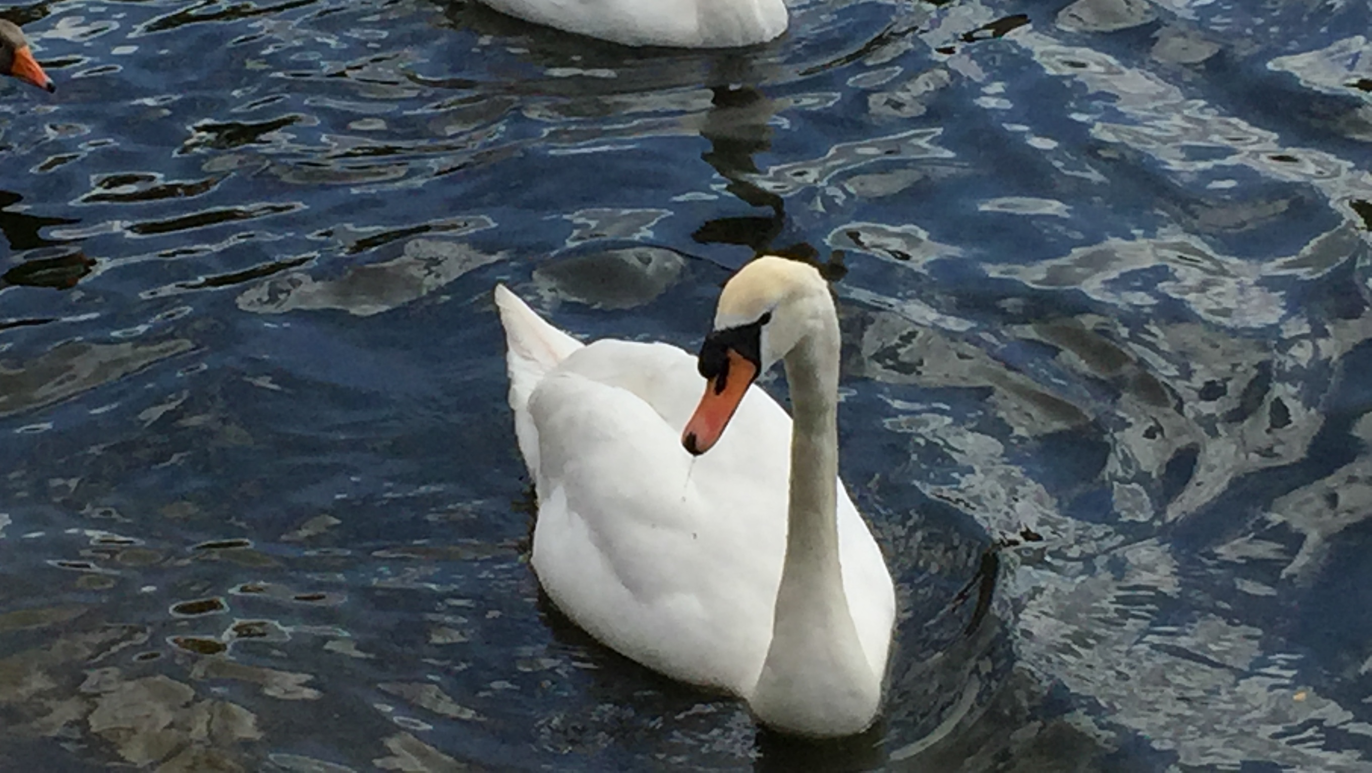 Swan on the Serpentine lake