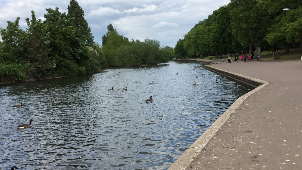 Ducks on the lake in Barking Park. A pavement runs around the edge of the park on the right, with trees next to it, while the left side of the lake is also lined with trees.