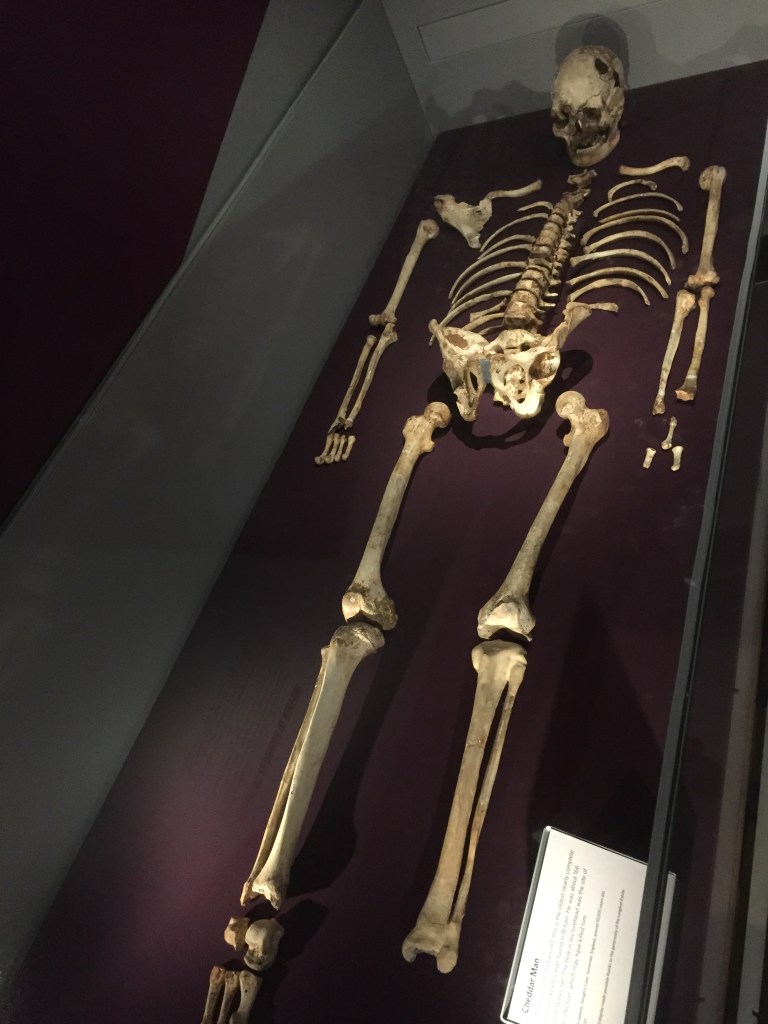 A skeleton laid out in a glass case at the Natural History Museum.