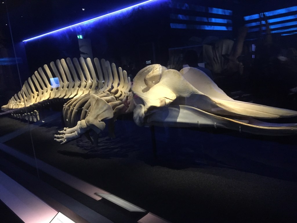 A large skeleton of a whale that was found in the River Thames.