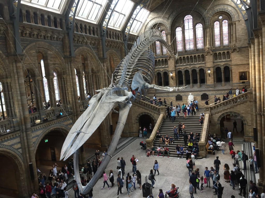 Large blue whale skeleton hanging in the large hall of the Natural History Museum. Its mouth is open and it looks like it's diving down towards the crowd below.