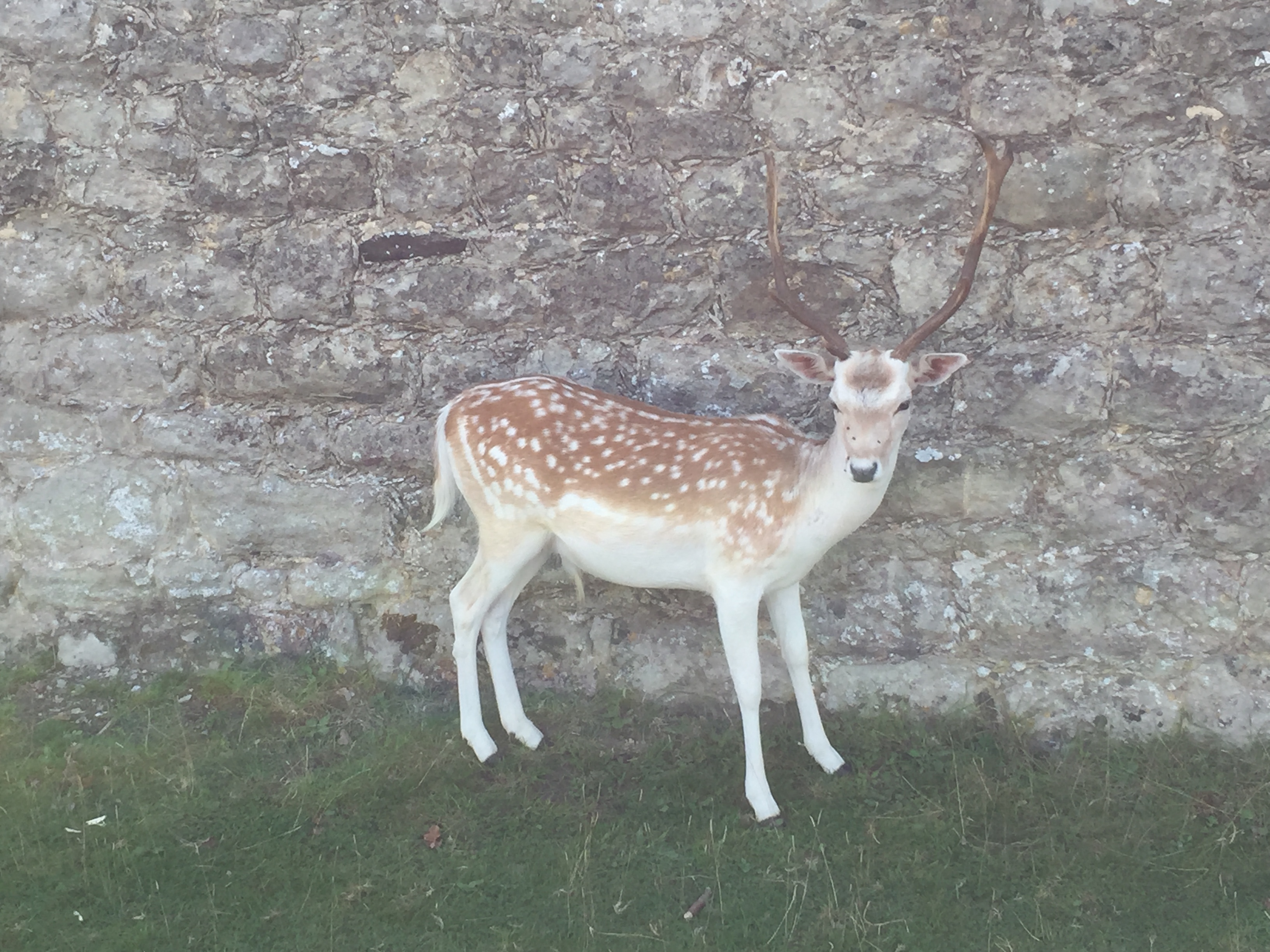 A male deer with antlers standing on grass in front of a stone wall, turning its head towards the camera.