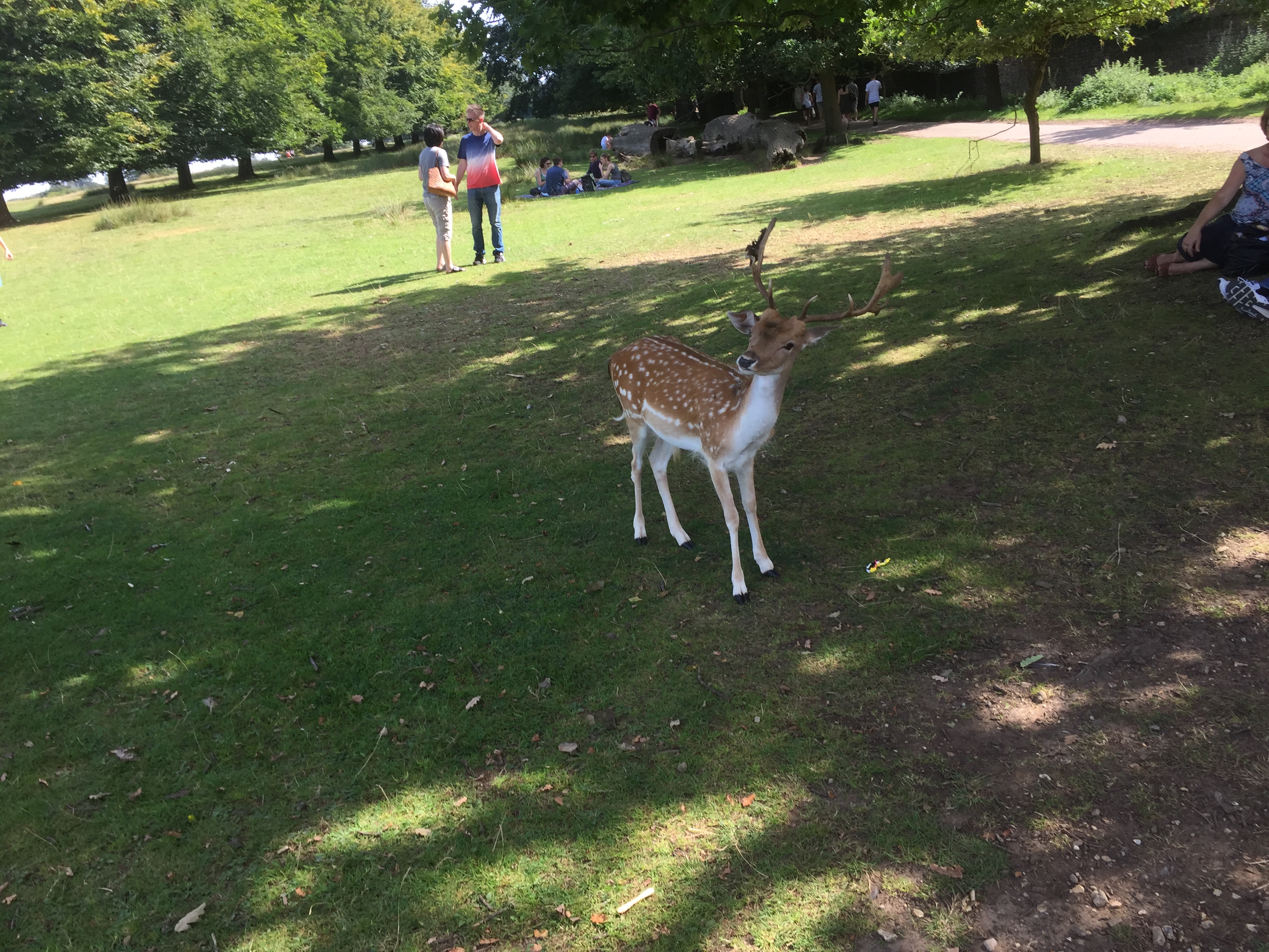 A young male deer with antlers standing on the grass, in the shadows of a large tree, turning its head to face the camera.