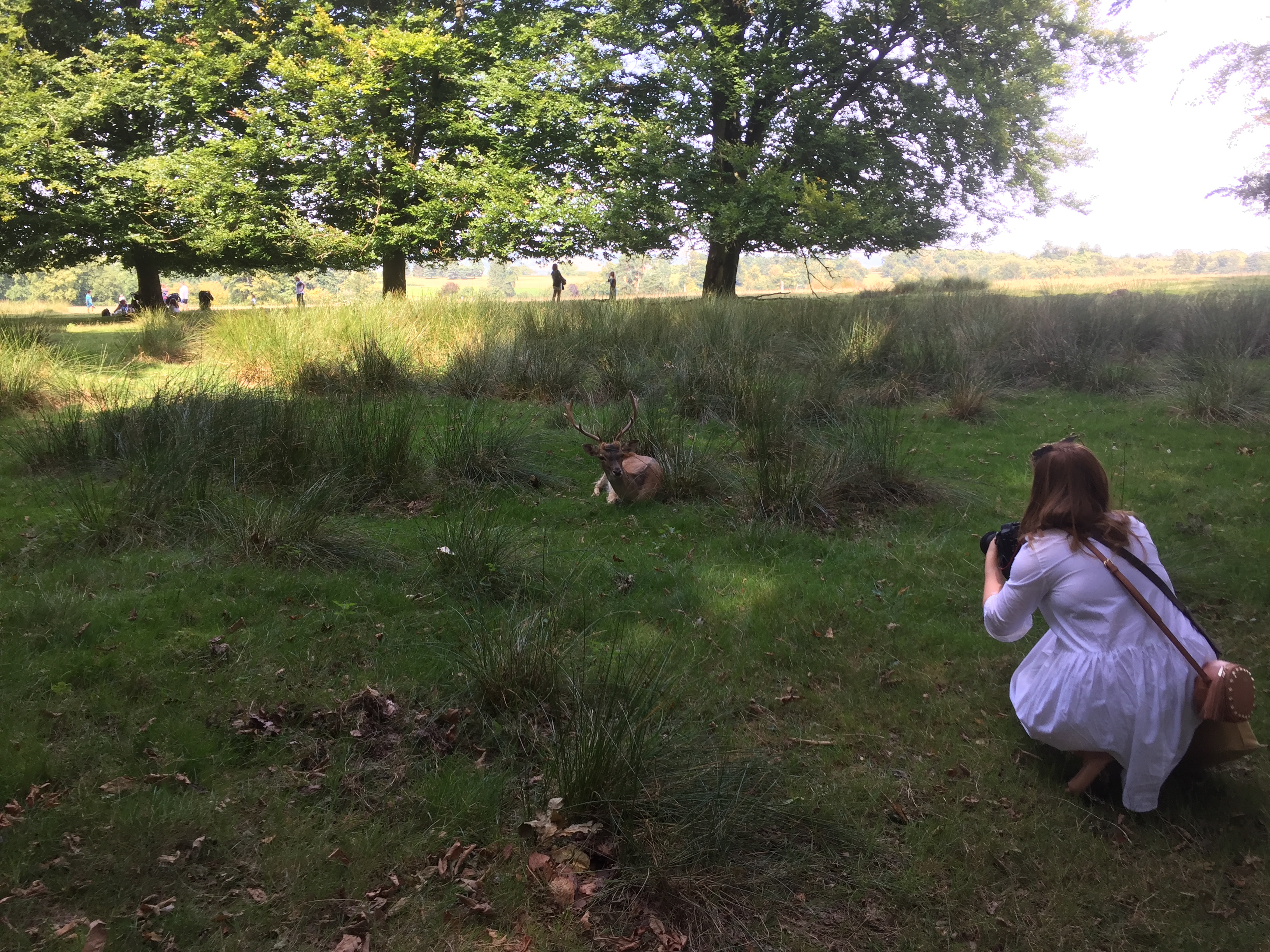 Emily kneeling in the grass, taking a photo of a large male deer laying down a short distance in front of her.