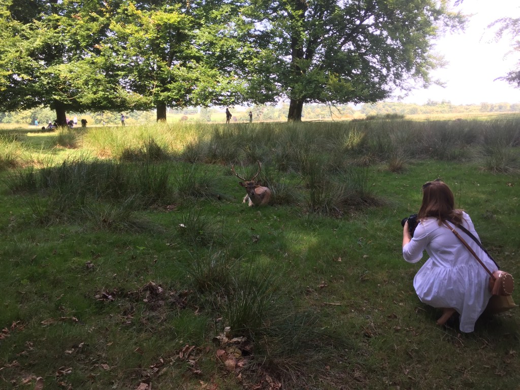 Emily kneeling in the grass, taking a photo of a large male deer laying down a short distance in front of her.