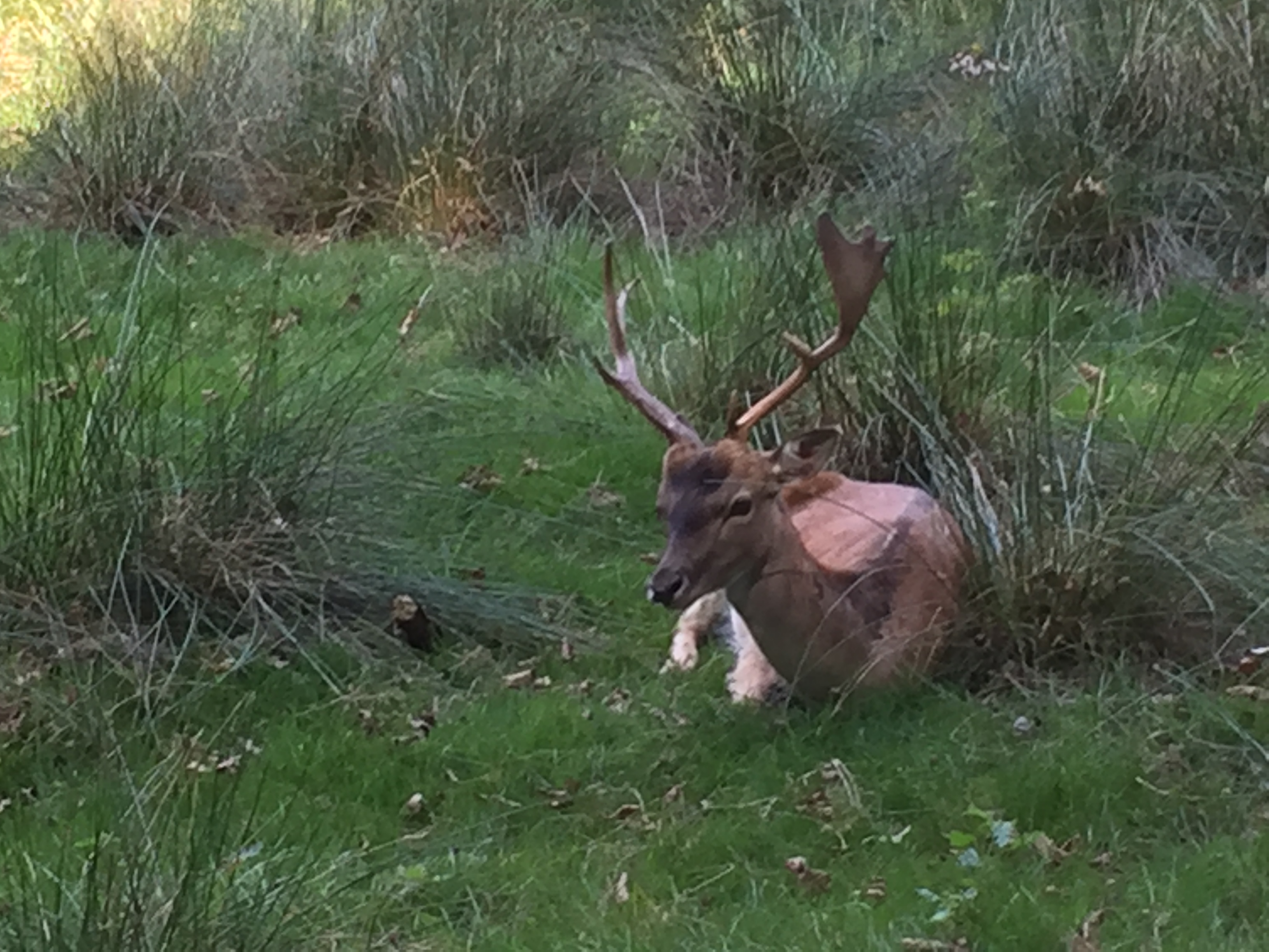 Adult male deer with big antlers, laying down in tall grass in the shade, lifting its head up to look at the camera.
