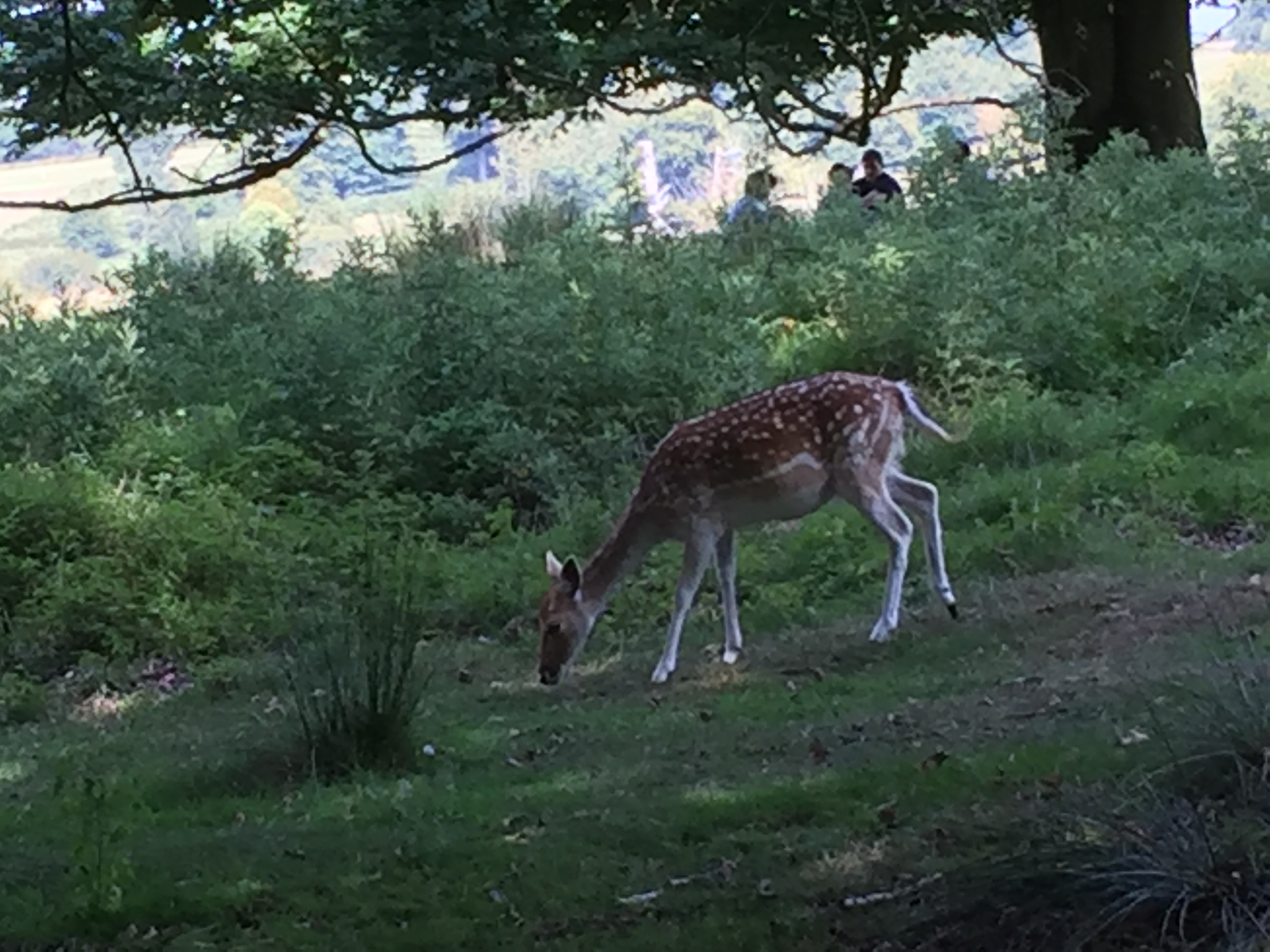 A female deer without antlers, grazing on the grass in the shade under a tree.