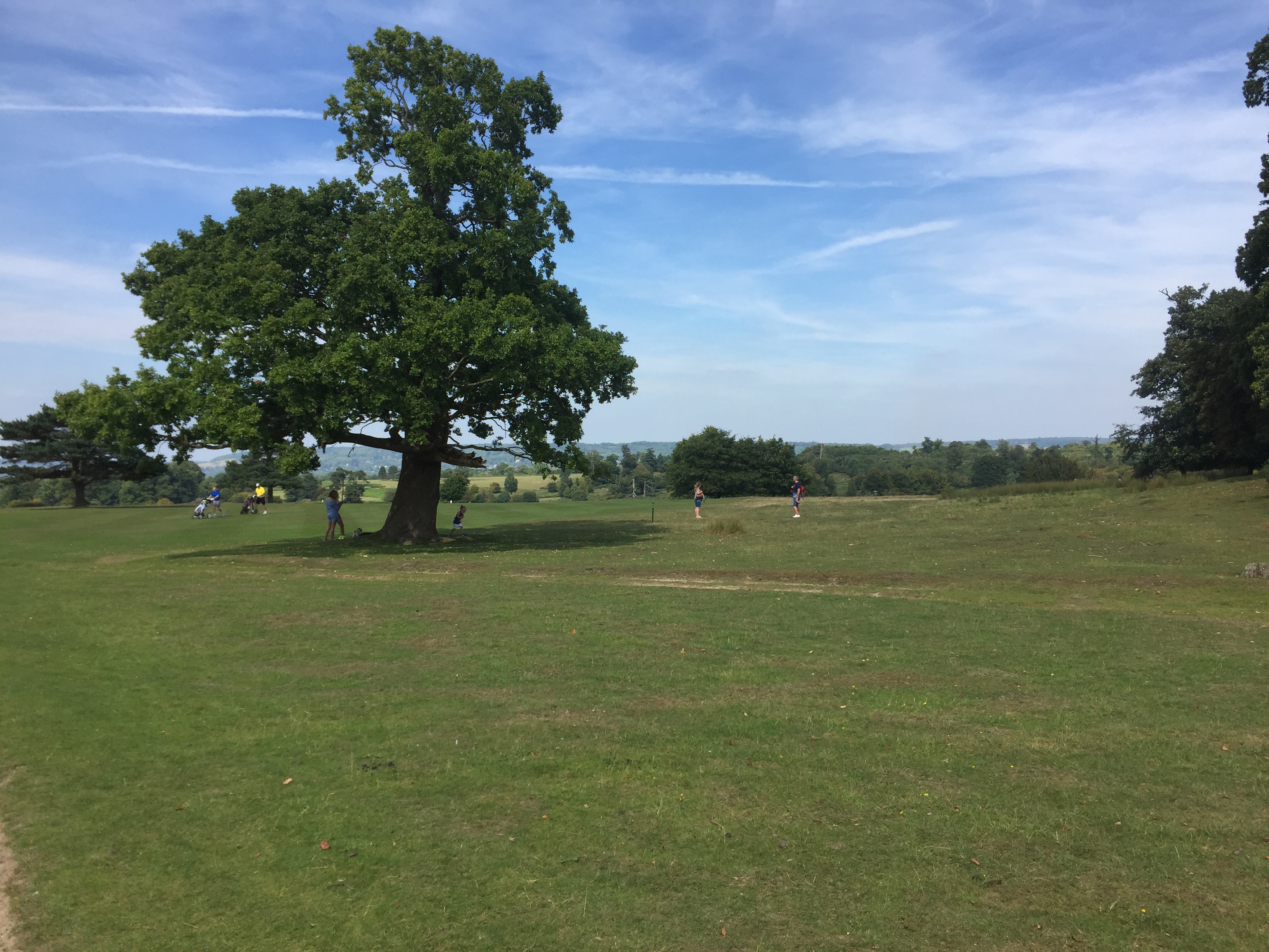 A large tree in the middle of a large area of grass, under a bright blue sky with light wispy clouds, the grassland extending towards more trees in the distance.