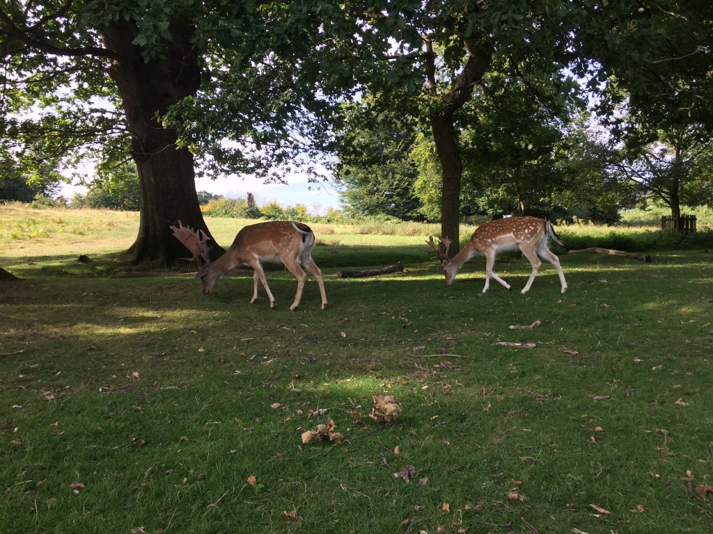 2 male deers with antlers, walking along the grass in the shade under large trees.