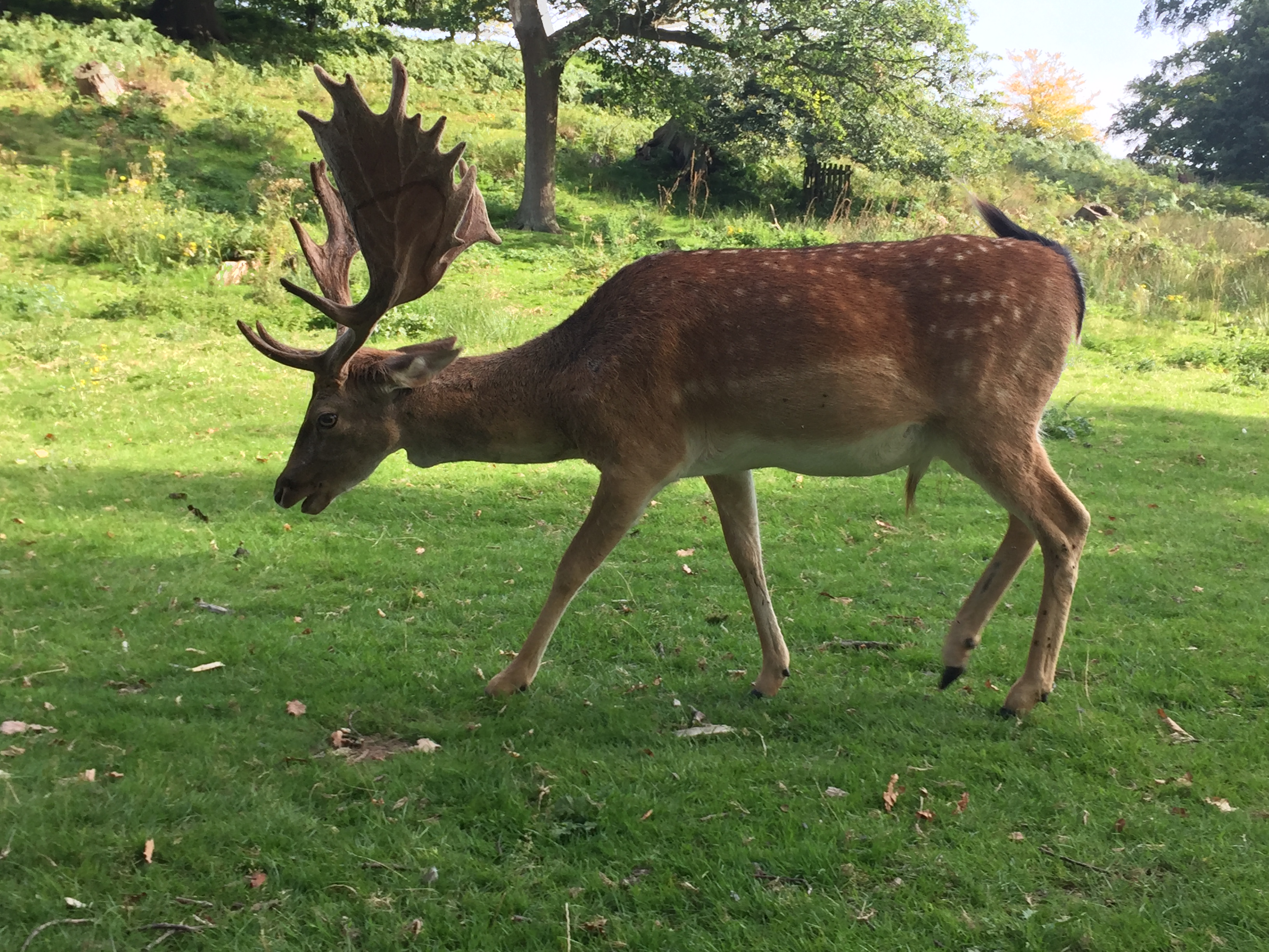 Adult male deer with large antlers, walking along the grass in the shade.