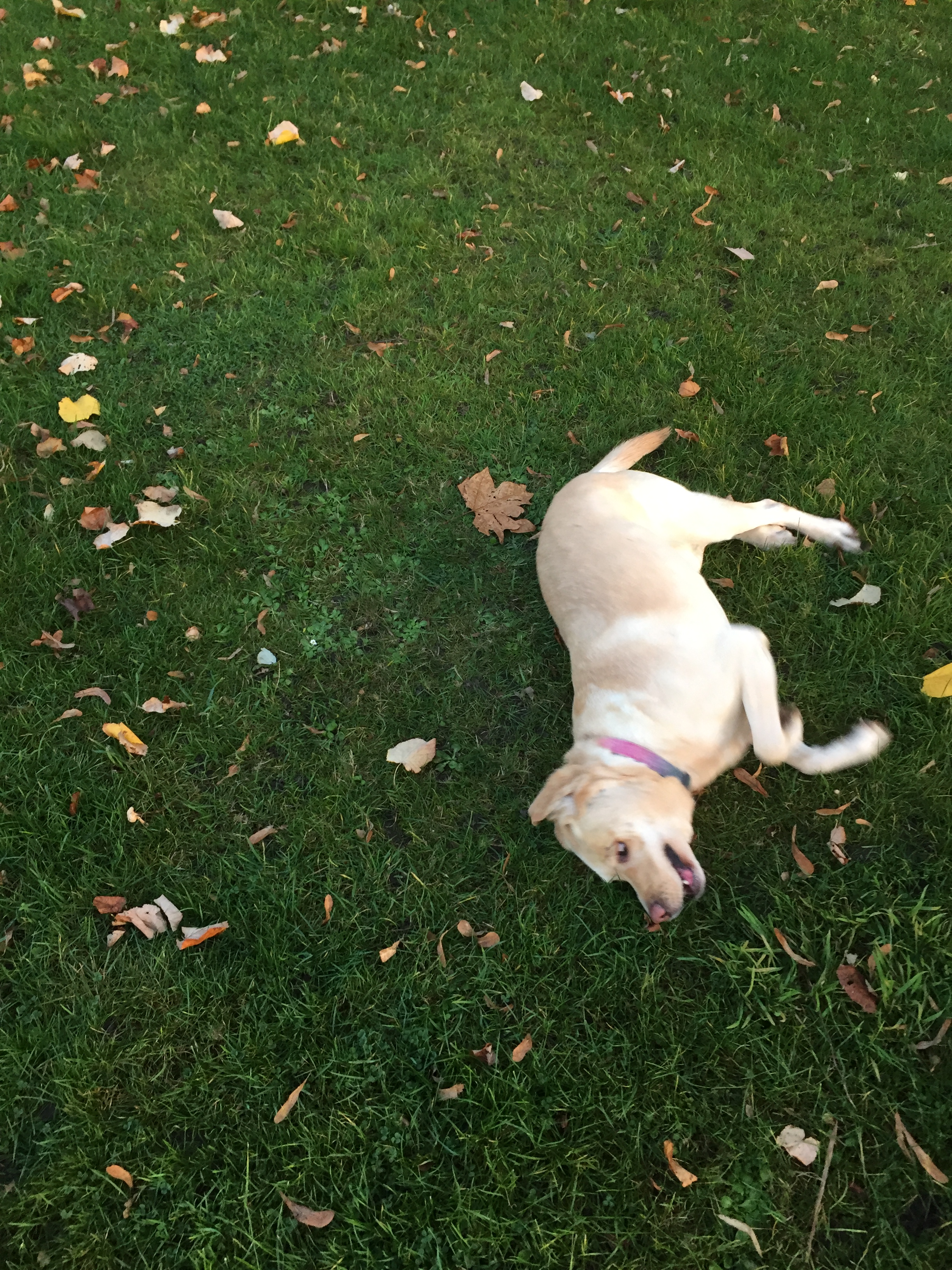 Golden labrador Unity looking happy as she rolls around on the grass on her side, with autumn leaves around her.