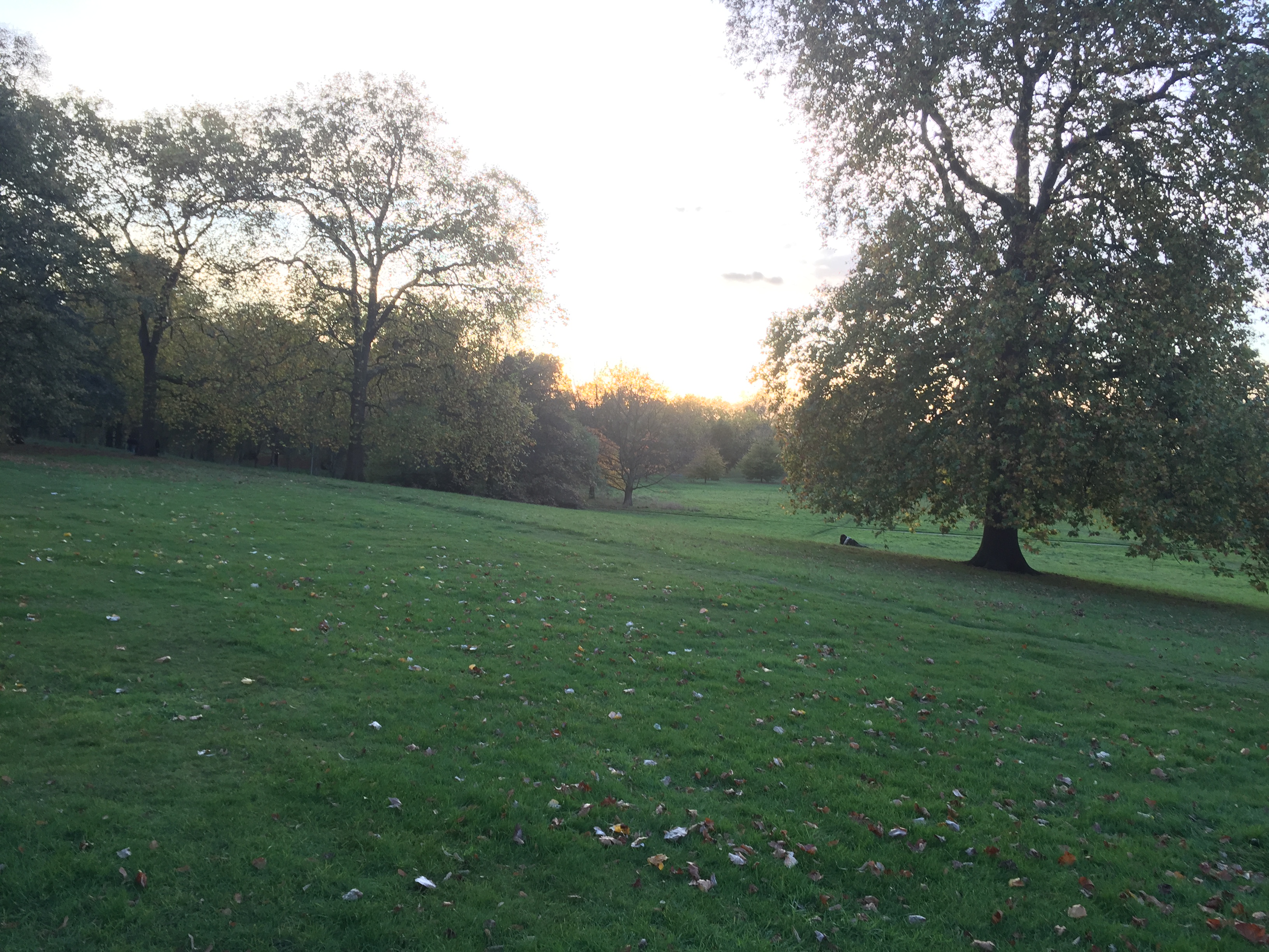 A large area of grass and trees in Hyde Park.