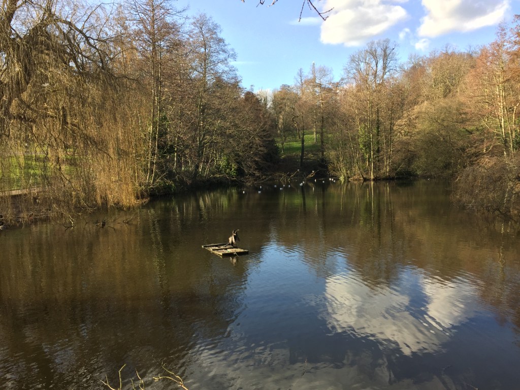 A lake with trees on the far bank and a blue sky behind. In the middle of the lake is a small little wooden raft with a bird sitting on it, while other white birds are in the water by the far bank.