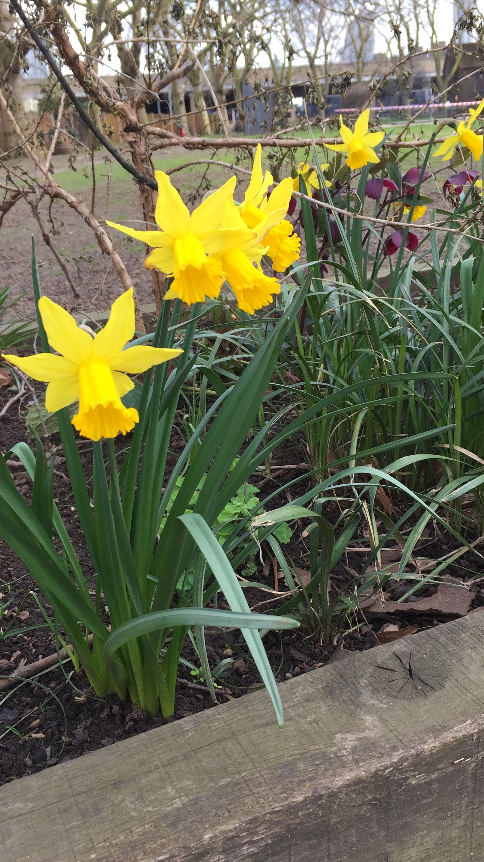 Yellow daffodils