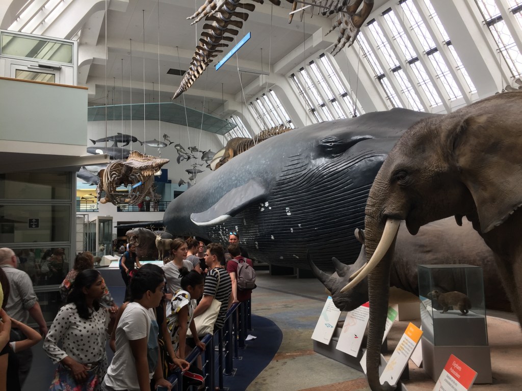 Mammals exhibition, dominated by a huge blue whale model down the room. Also visible are a few animal skeletons suspended from the ceiling, and models of an elephant and a rhino on the ground-level displays.