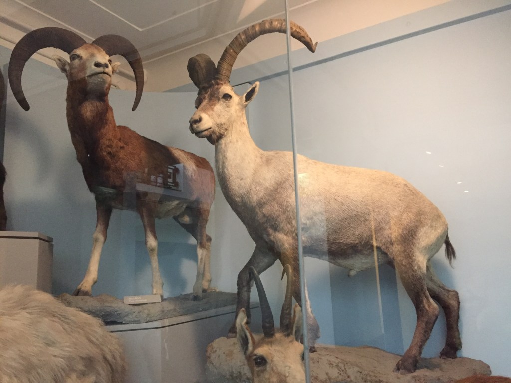 Large models of 2 mountain goats, one with dark brown fur, one with light white fur, both with large curved horns on their heads.
