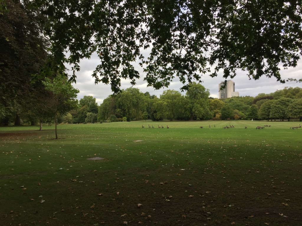 Large lawn area with trees around the perimeter at Buckingham Palace. Various birds can be seen walking or resting on the grass.