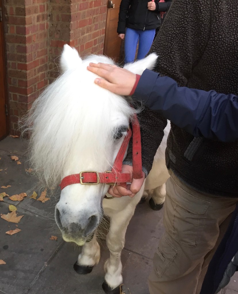 The white pony being stroked by an audience member on the pavement outside the theatre.
