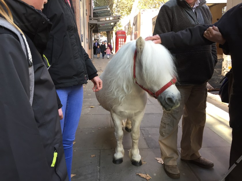 Peregrine, the white Shetland pony, surrounded by audience members on the pavement outside the Sadler's Wells theatre.