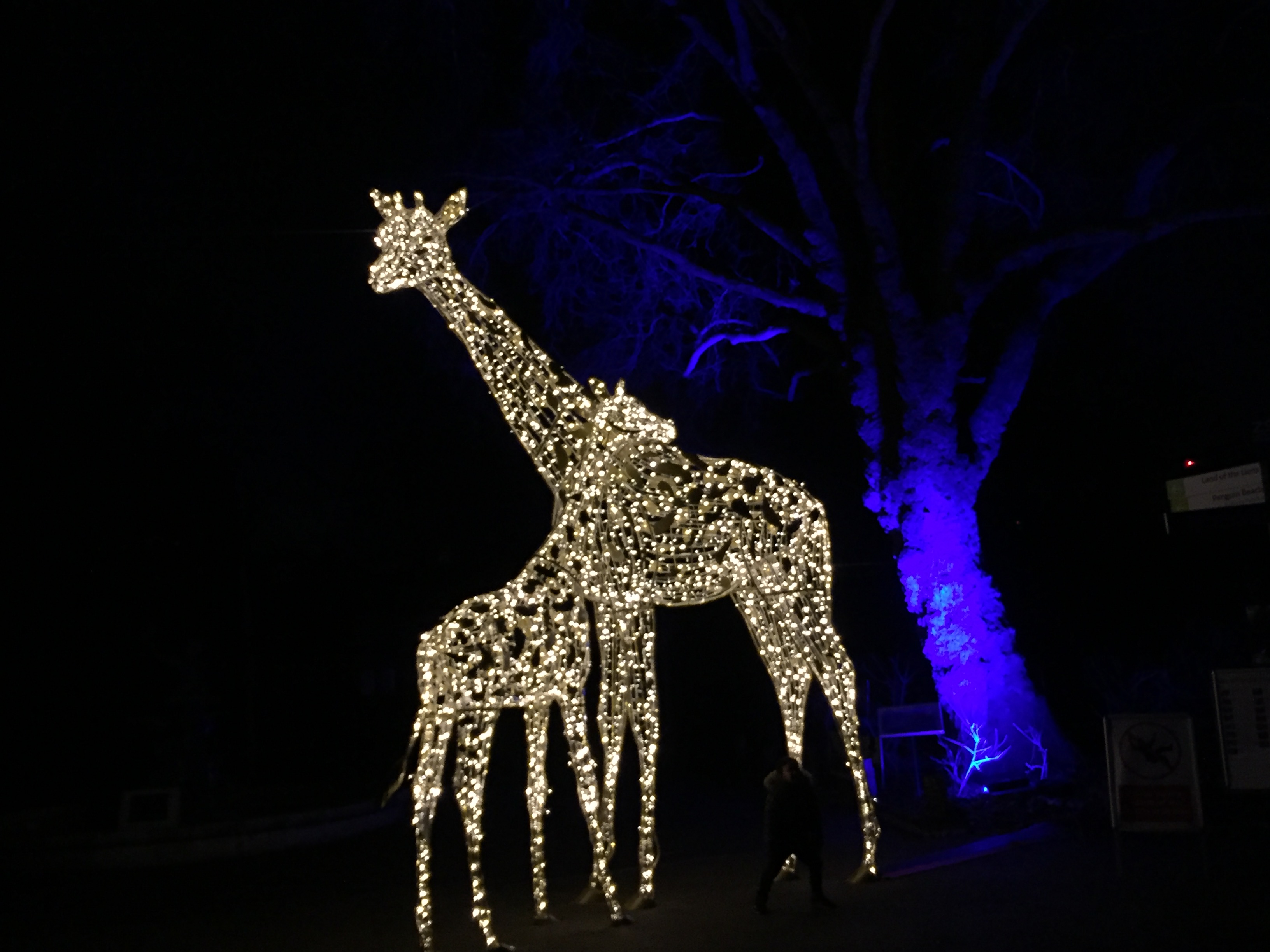 Sculpture of 2 giraffes together, one much taller than the other, made out of lights.