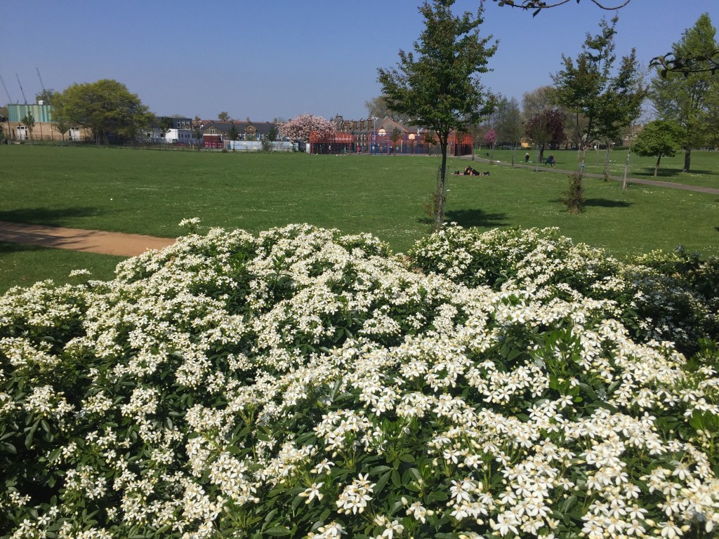 Large and dense grouping of white flowers in Brampton Park. Behind it is a large area of grass, on which a few people are relaxing, with a few small trees around the space as well.