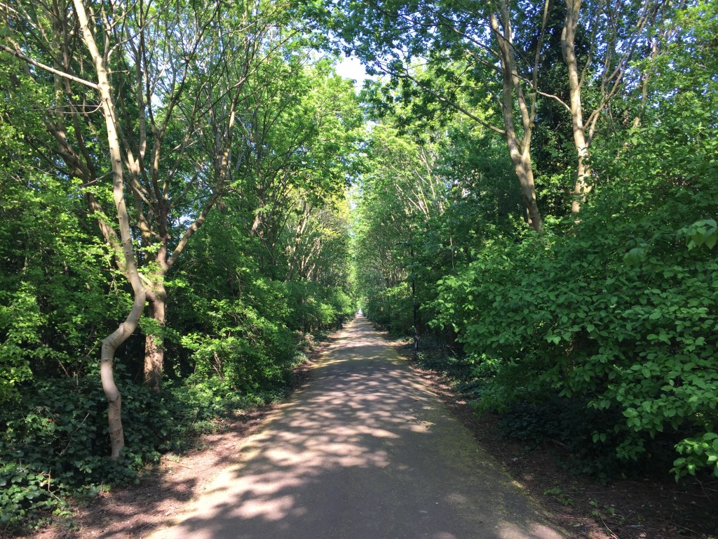 The Beckton Corridor, a long tree-lined walkway, with the sun shining through the gaps in the leaves and branches that meet each other overhead.