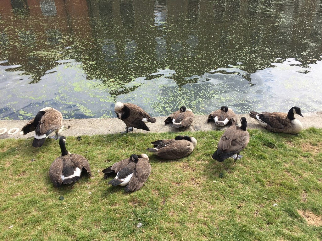 A group of 9 ducks relaxing on the grassy bank by Regent's Canal.