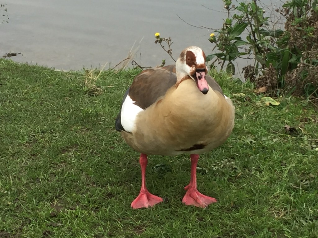 A duck standing on the grassy shore of the lake in Burgess Park.