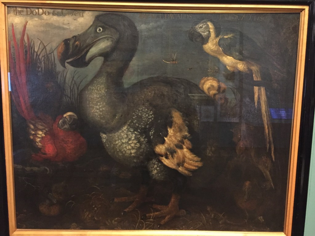 Painting of a large dodo bird, accompanied by a couple of parrots.
