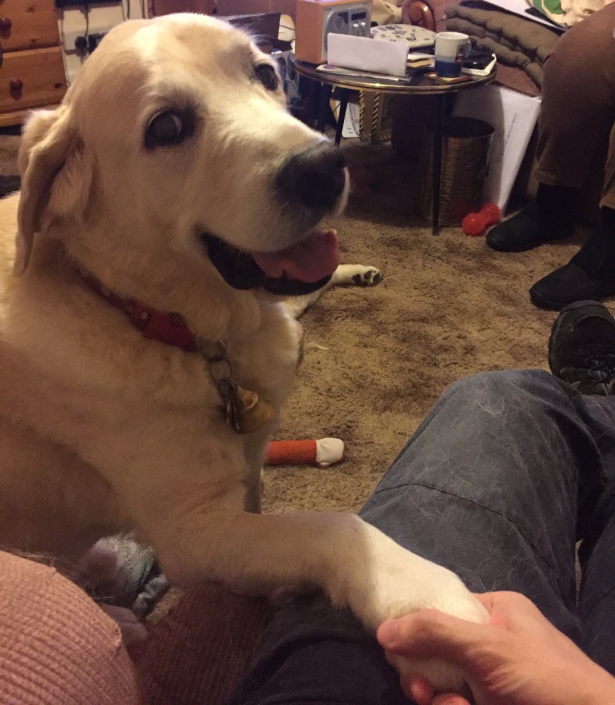 My friend's golden retriever guide dog smiling, as I shake his paw that he's lifted up onto my leg.