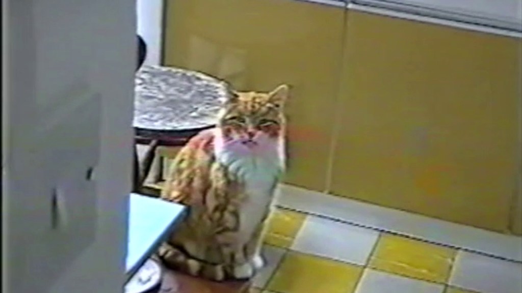 Sandy, my Nan's orange tabby cat, sitting on a chair in the kitchen.