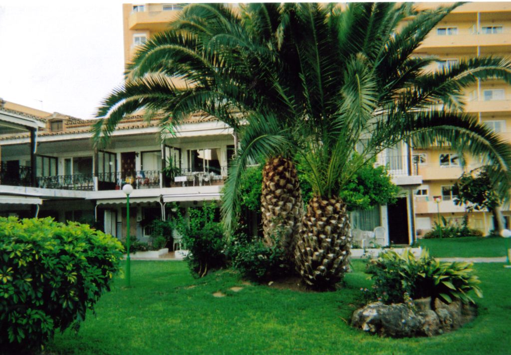 Pineapple shaped palm trees in front of an apartment block at Carihuela Park Palace.