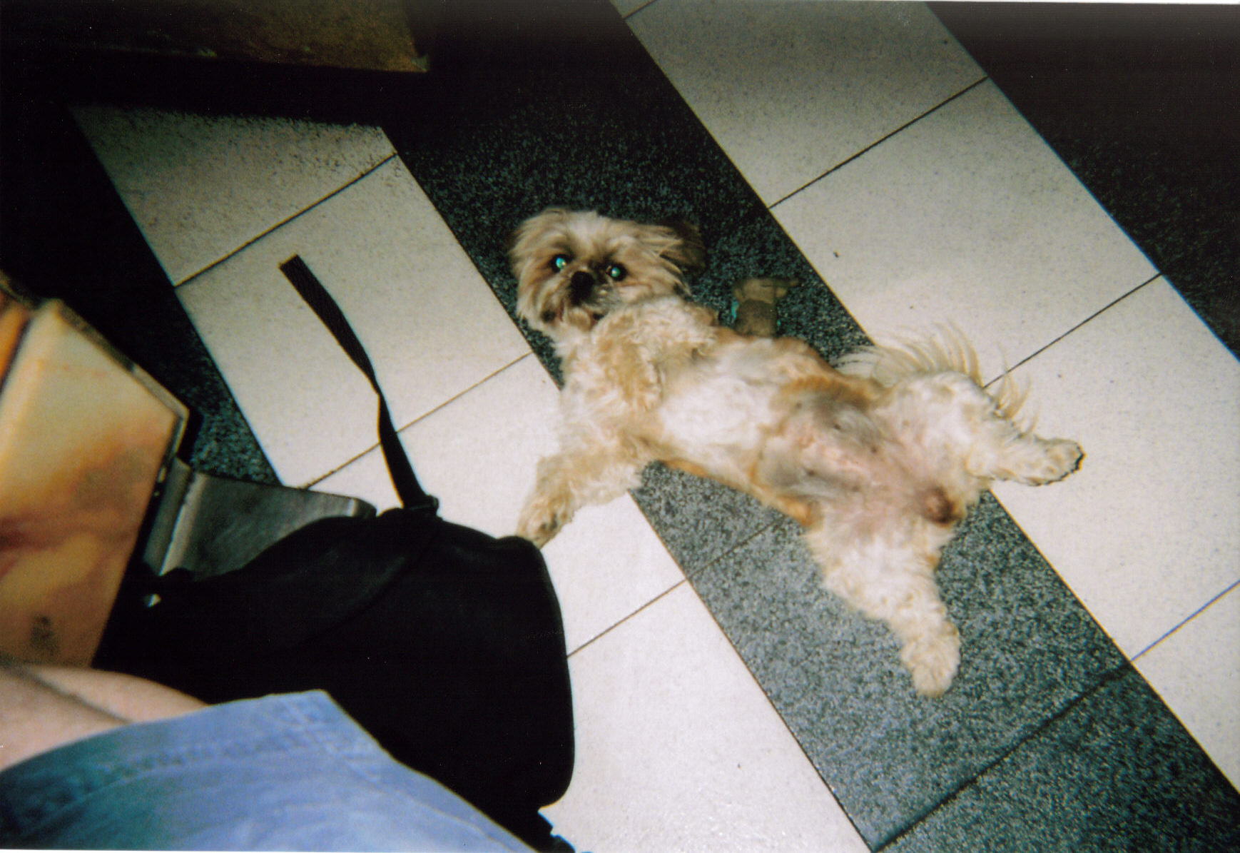Fluffy dog Millie laying on her side and looking up at the camera, on the floor of The Mermaid Bar in La Carihuela.