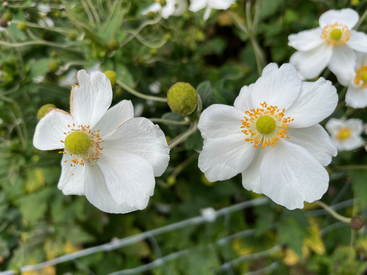 Close up of 2 white flowers, with spherical yellow centres surrounded by lots of tiny yellow buds sticking out.