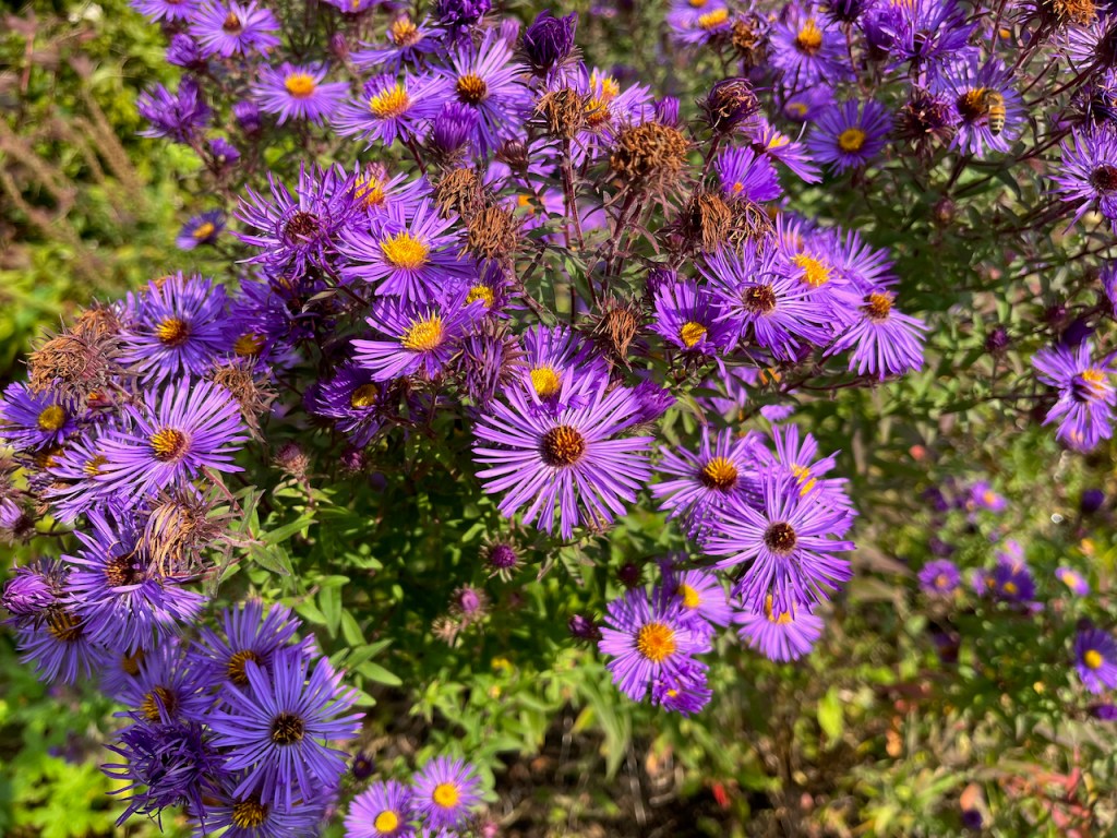 Flowers with lots of very thin purple petals and a yellow or brown centre.