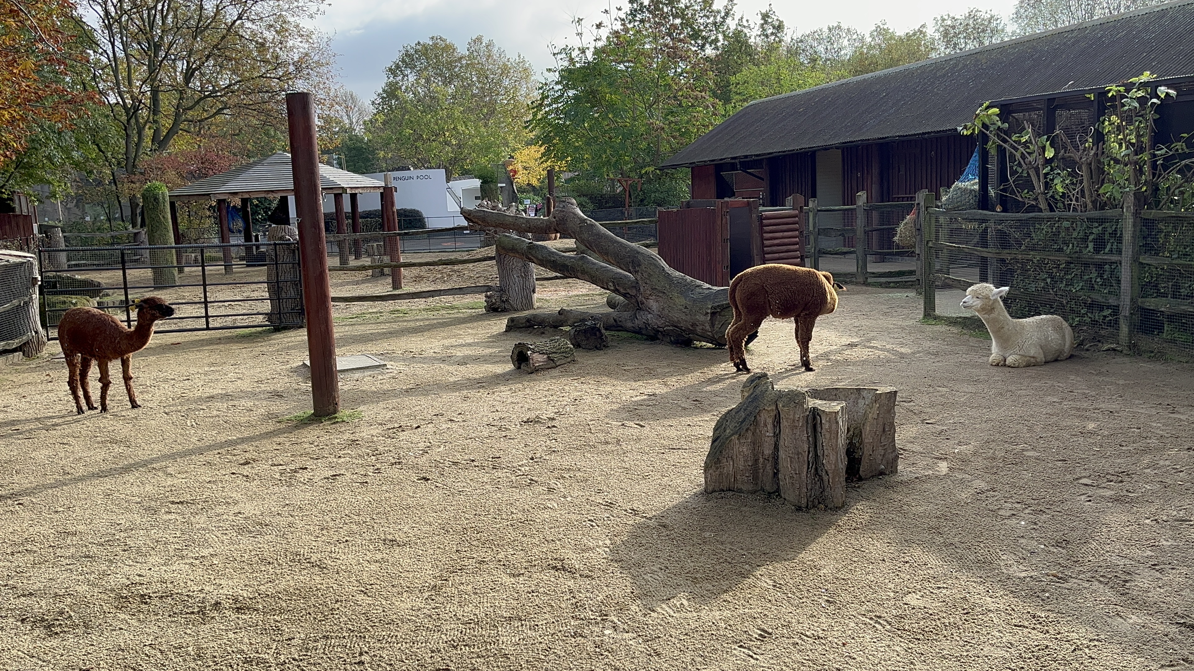 3 alpacas in their large sunlit sandy enclosure. 2 of them have brown fur and are standing, one with its head out of view as it bends it neck to clean itself. The other, a small alpaca with white fur, is sitting on the ground and watching the others.