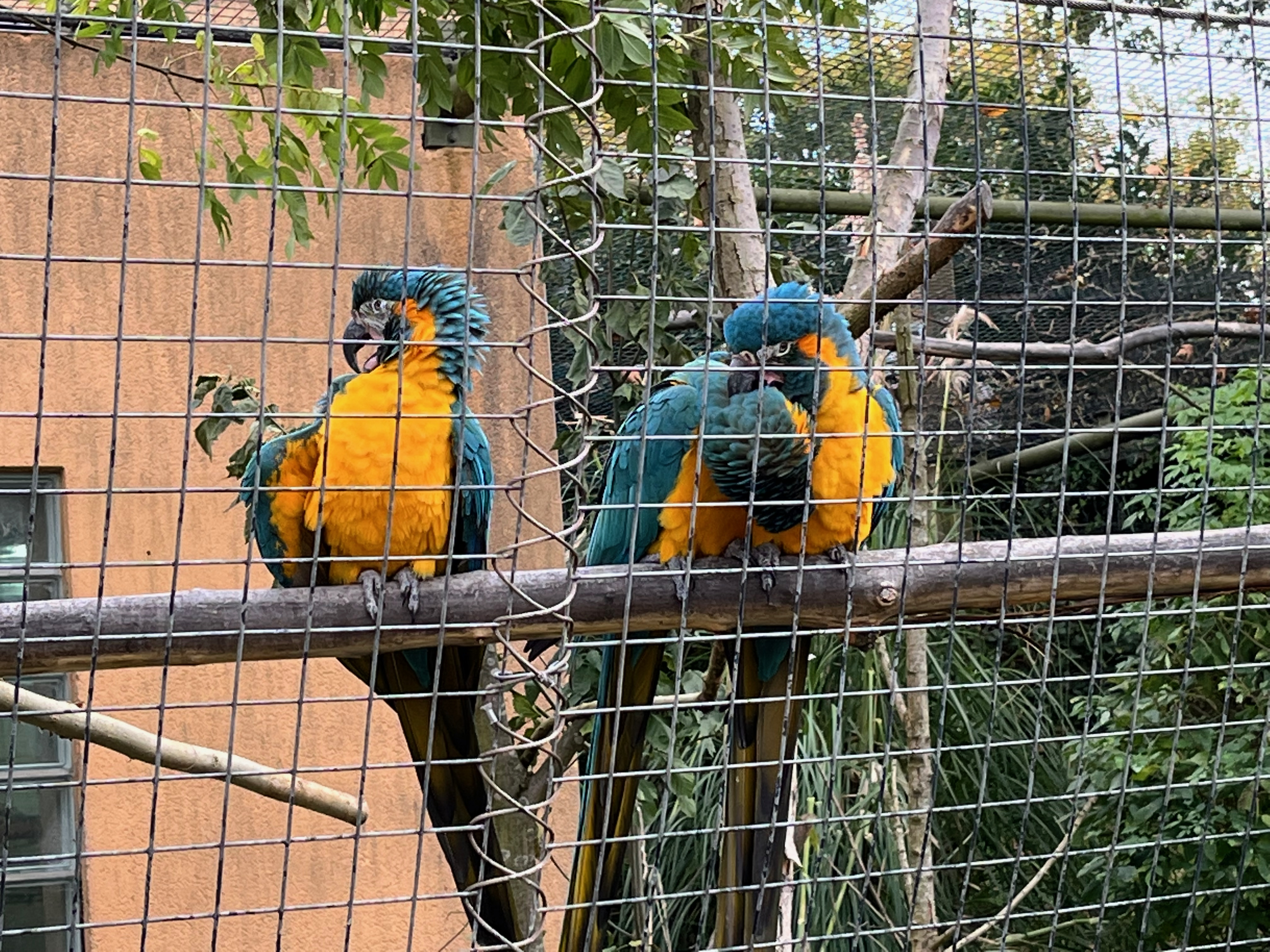 3 macaws perched on a long branch behind a metal fence. Their backs and wings are blue, their fronts are yellow, and they have black beaks. The top of the beak curves forward and down to a sharp point, while the lower part of the beak is relatively flat. One macaw has its mouth open, looking rather happy to be on camera, while to its right another macaw is helping to preen its friend.