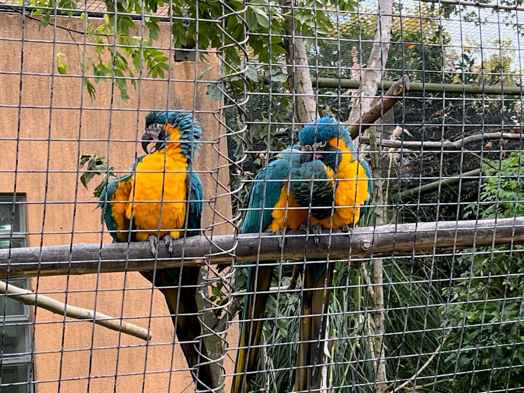 3 macaws perched on a long branch behind a metal fence. Their backs and wings are blue, their fronts are yellow, and they have black beaks. The top of the beak curves forward and down to a sharp point, while the lower part of the beak is relatively flat. One macaw has its mouth open, looking rather happy to be on camera, while to its right another macaw is helping to preen its friend.
