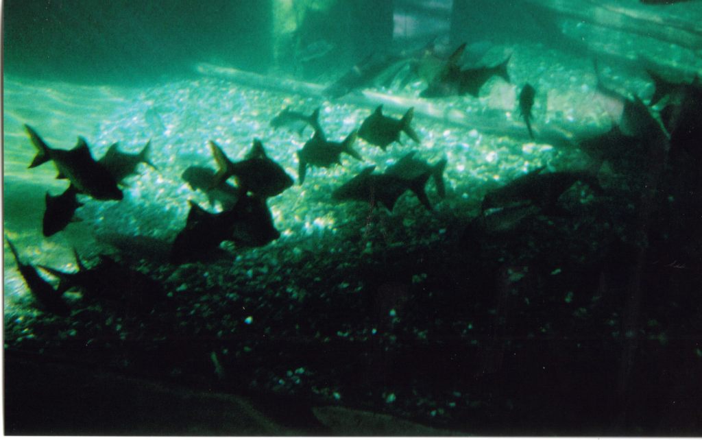 Fish swimming in an aquarium.