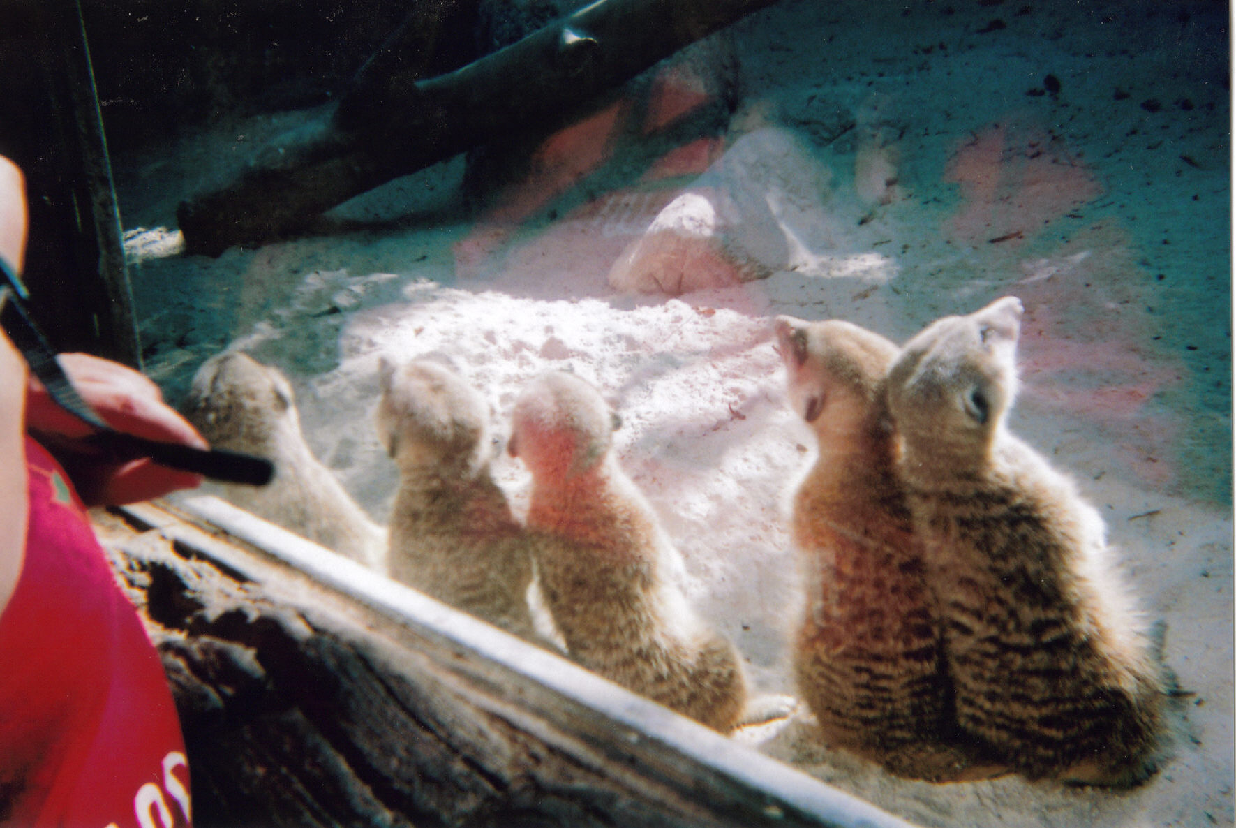 A group of meerkats, standing by the window of their enclosure with their backs to us.
