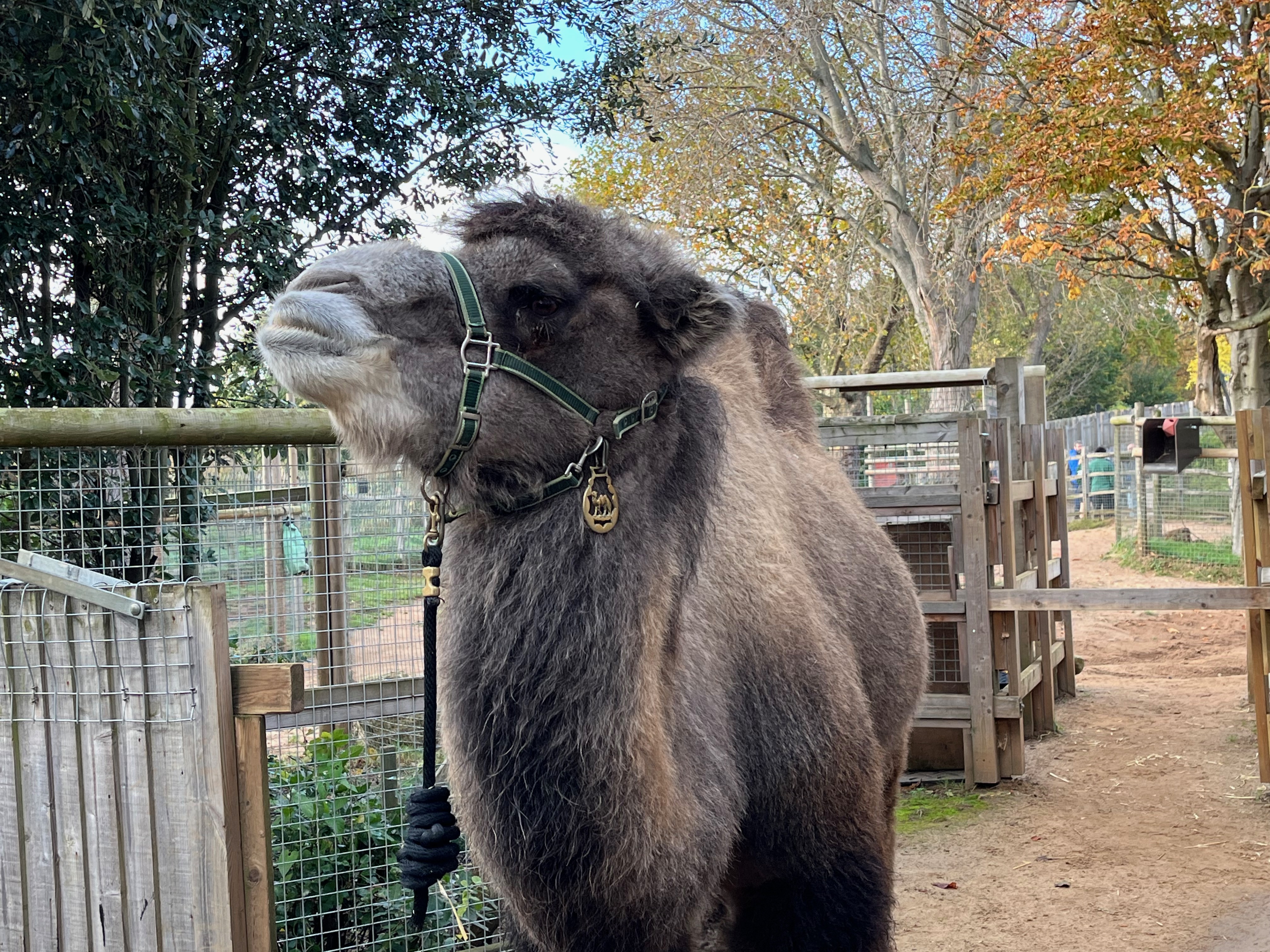 Genghis, a 7-foot two-humped Bactrian camel. His fur is mainly sandy-coloured, but is a bit darker around his head, and white around his mouth. Hanging from the harness straps around his neck and head is a circular gold pendant with a camel in the centre of it.