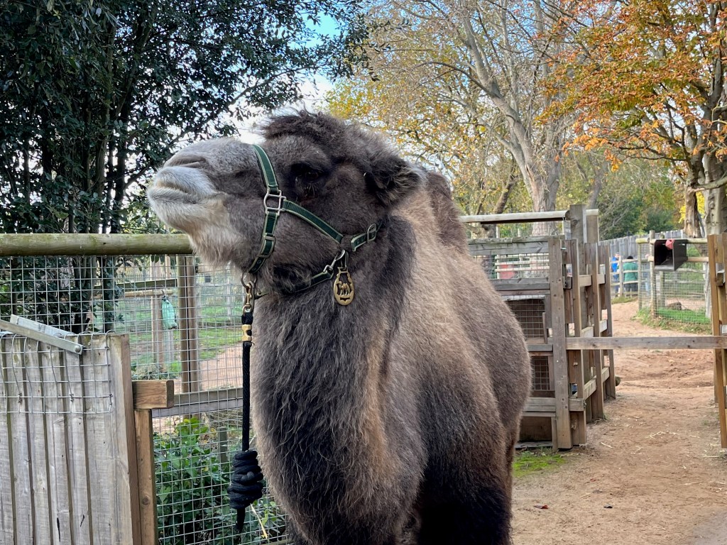 Genghis, a 7-foot two-humped Bactrian camel. His fur is mainly sandy-coloured, but is a bit darker around his head, and white around his mouth. Hanging from the harness straps around his neck and head is a circular gold pendant with a camel in the centre of it.
