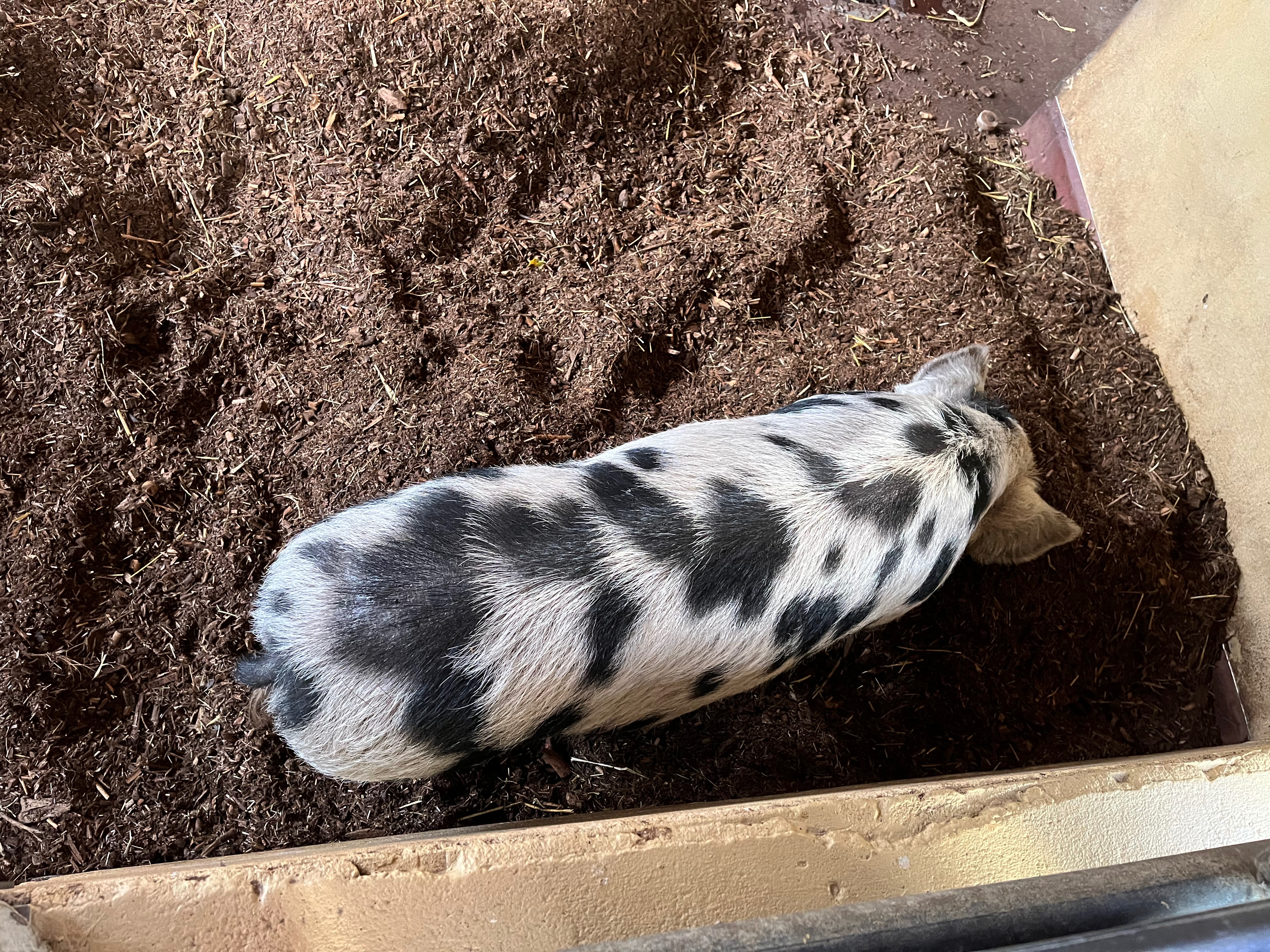 A pig with white fur covered in black patches of various sizes.