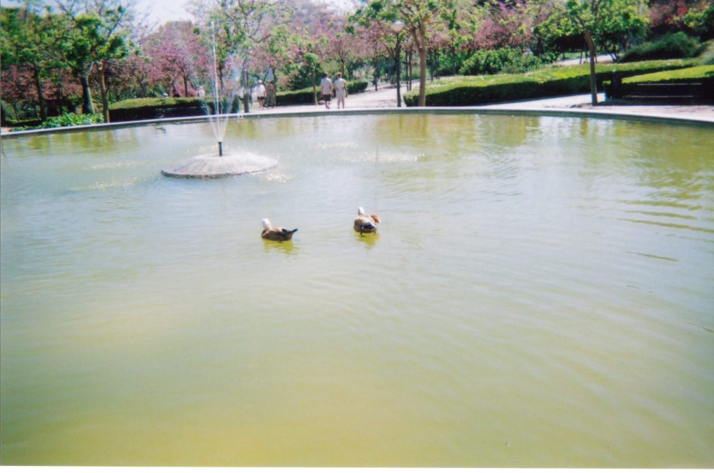 2 ducks swimming in a large round pool with a fountain spraying water upwards at different angles in the centre.