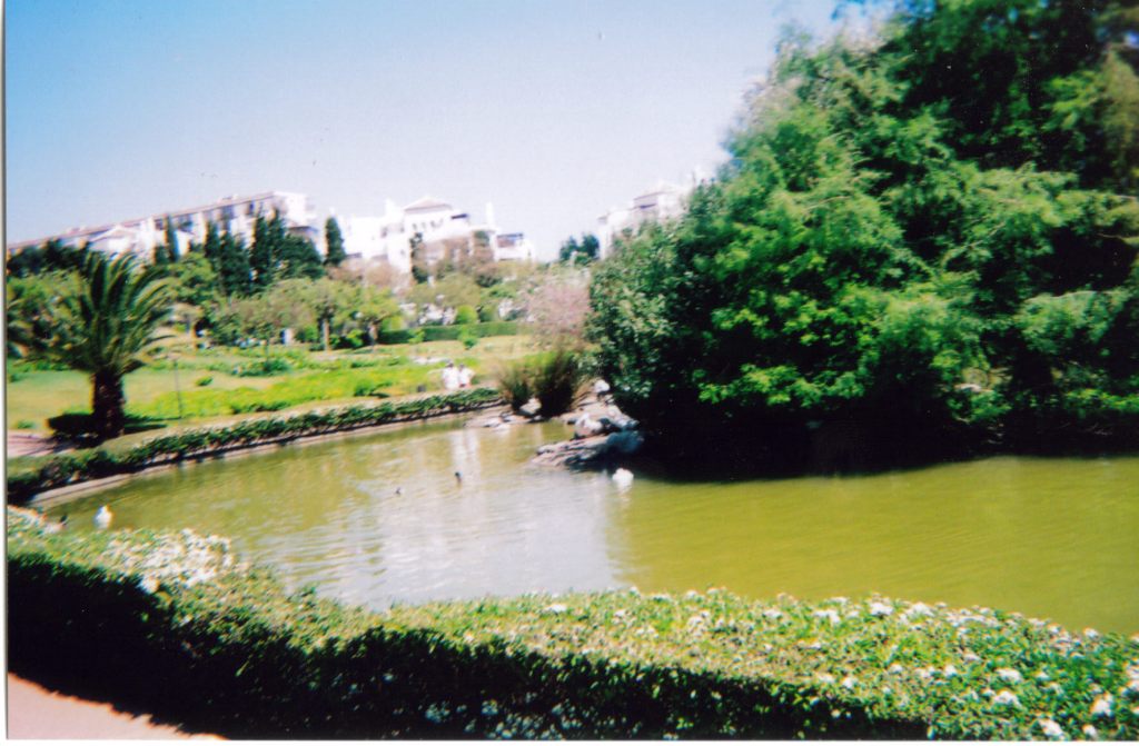 Large circular lake surrounded by greenery in a park, with a large bushy tree in the centre of the lake.