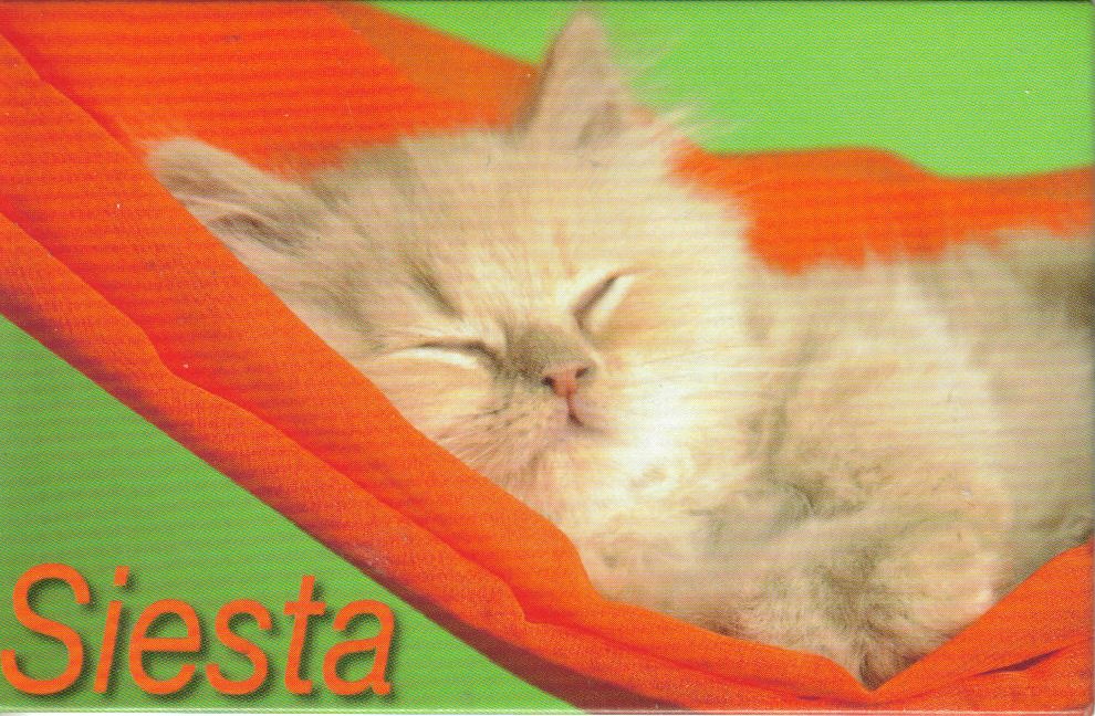 Fridge magnet of a cat sleeping, next to the word Siesta.