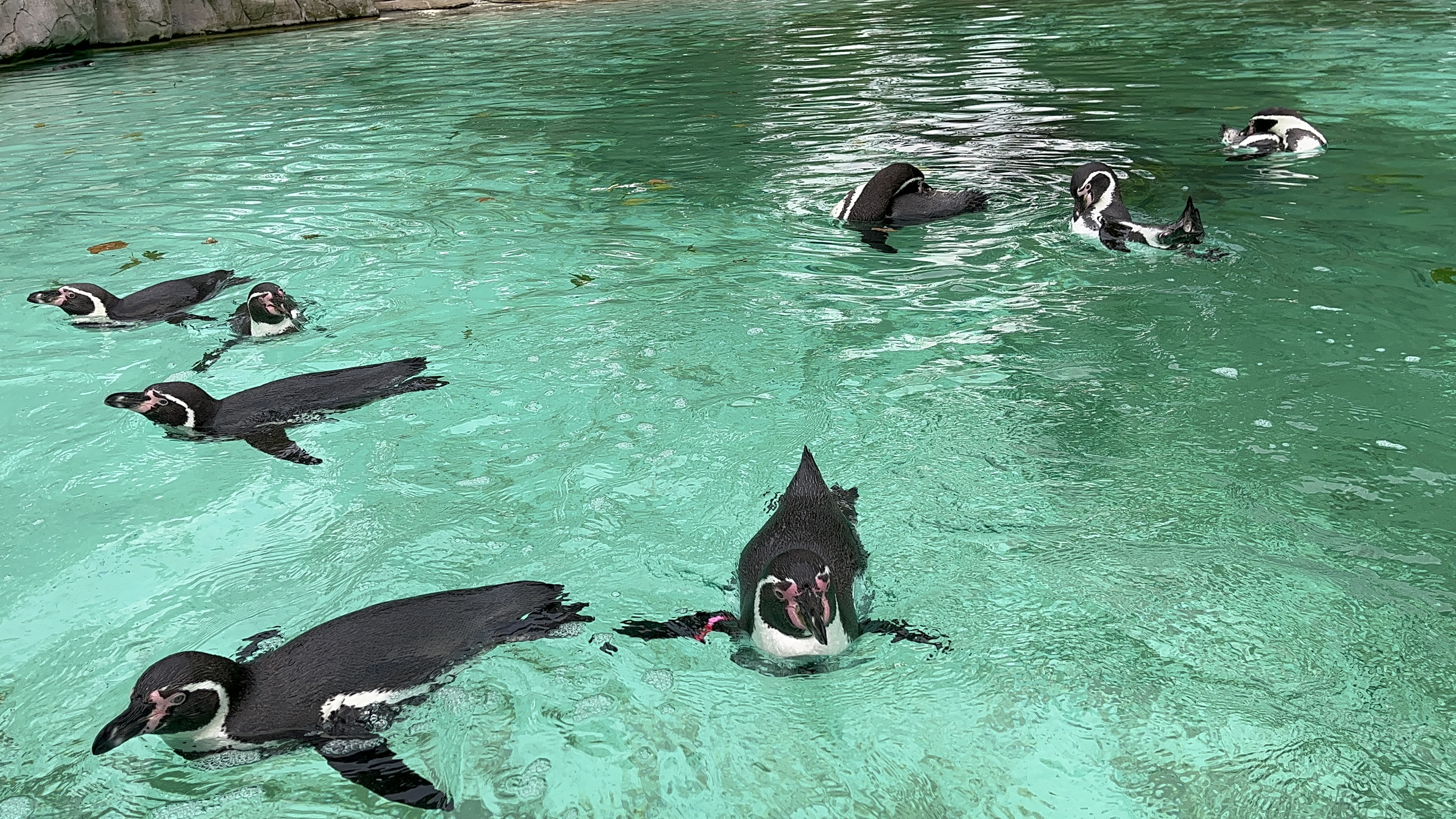 Penguins swimming around in a large pool.