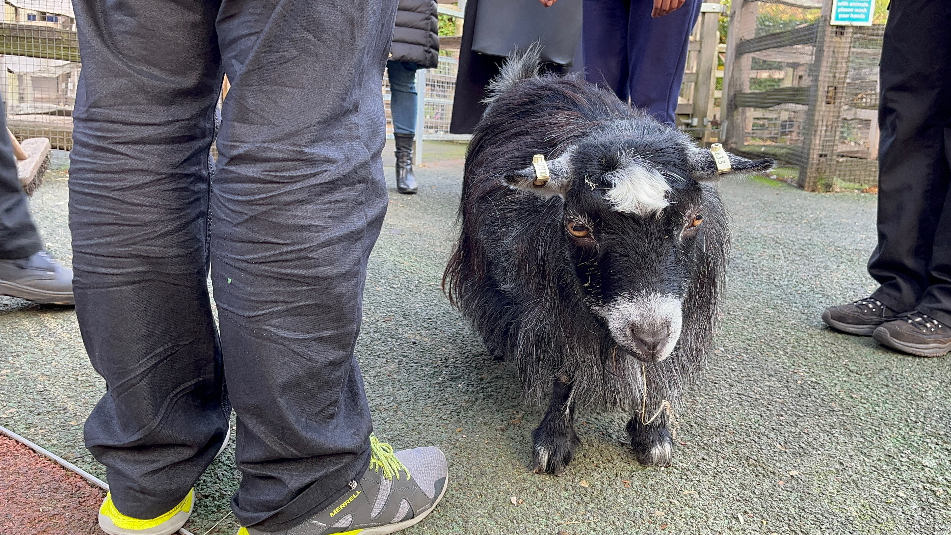 Small pygmy goat. Its fur is predominantly black in colour, but has many streaks of white throughout, a mop of white fur between the ears, and white fur around its mouth.