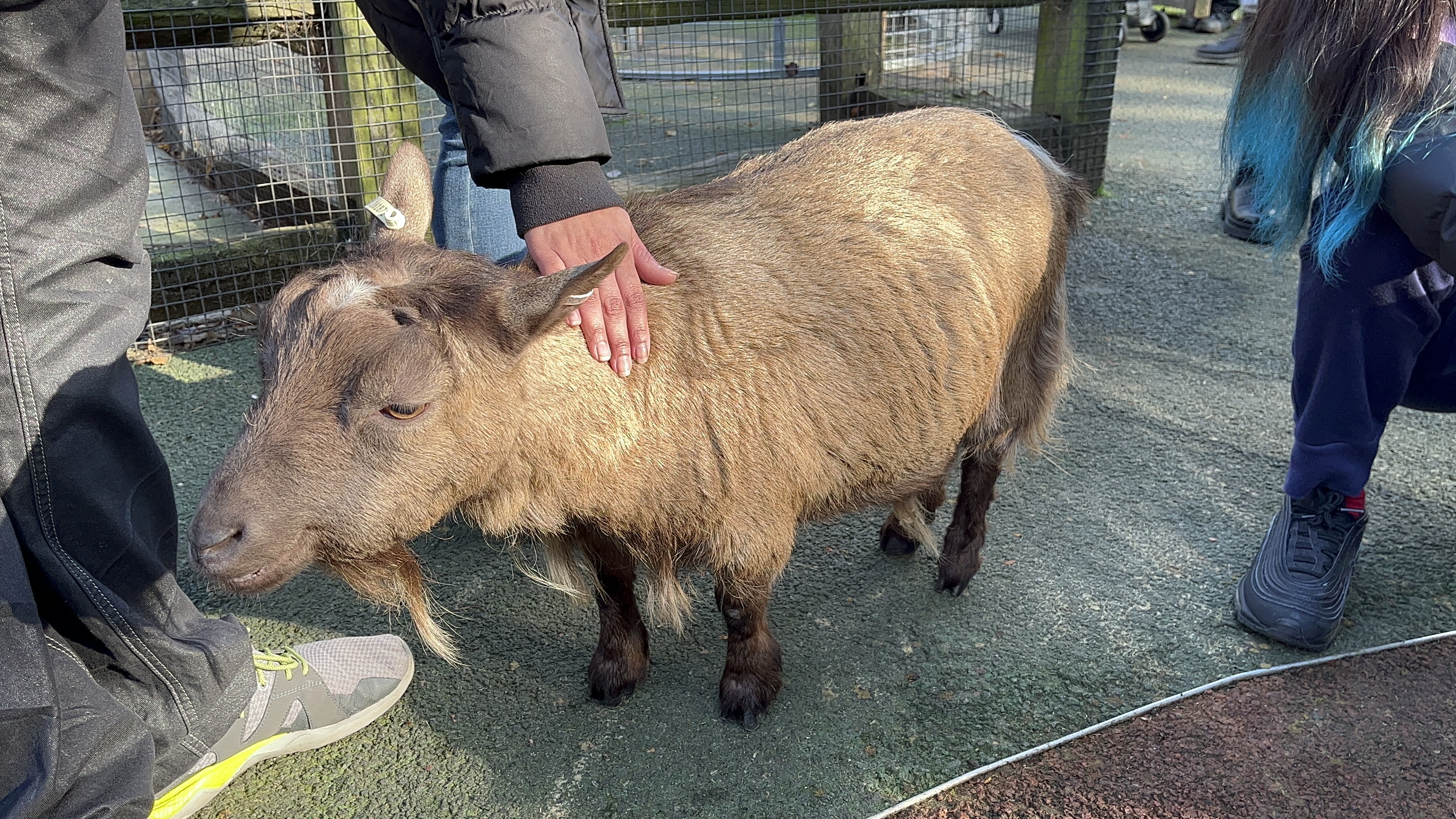 Small sandy coloured pygmy goat with black legs, looking happy while being stroked.