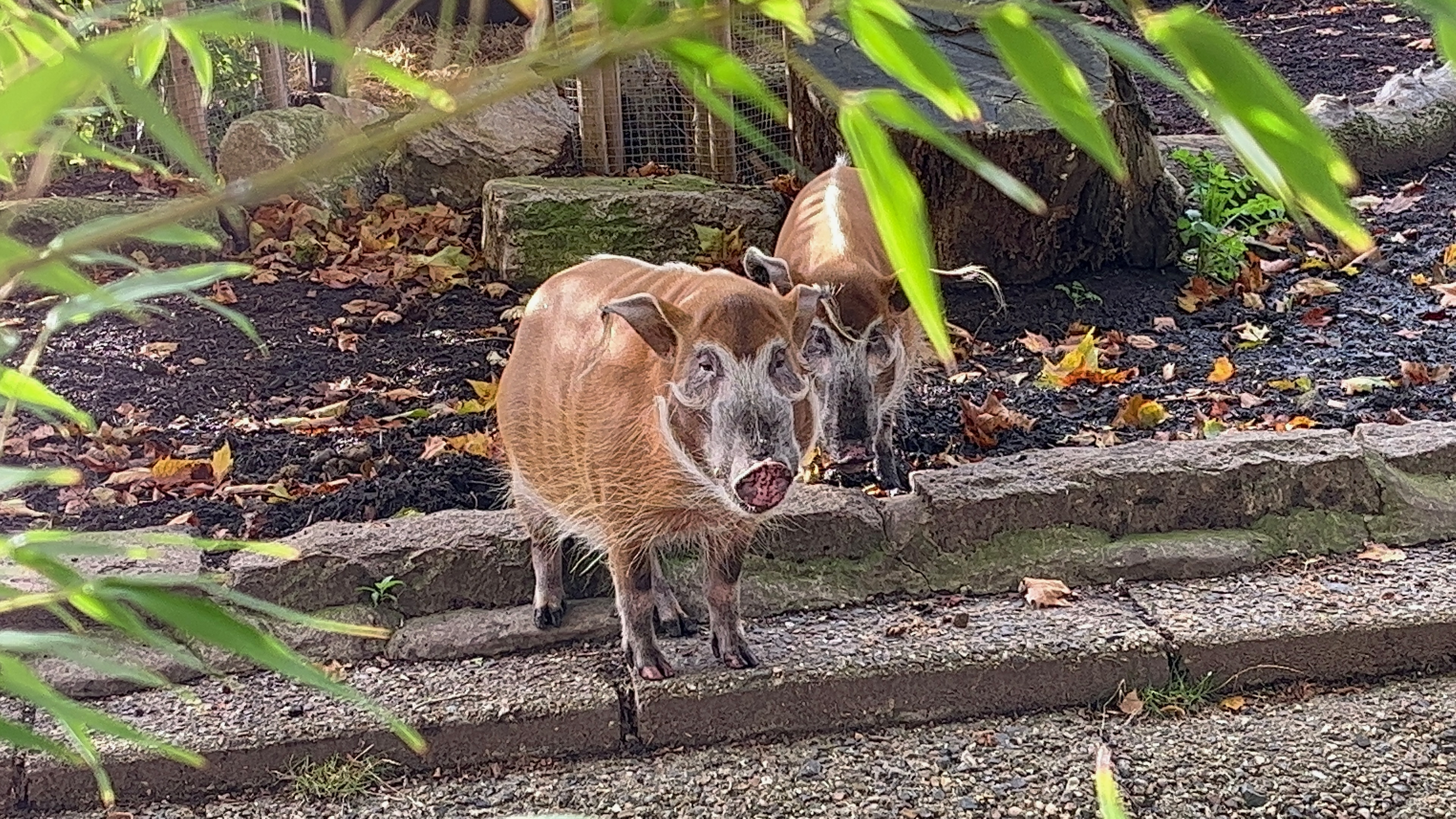 Red river hog. The pig has orange fur on its body, but a black and white face a bit like a badger.